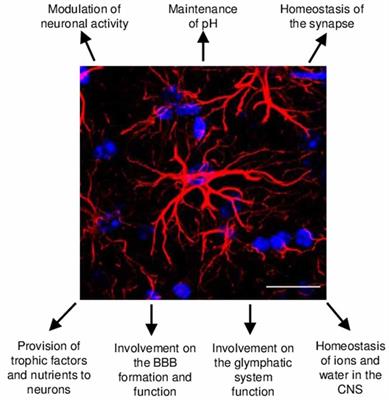 Astrocyte Heterogeneity: Impact to Brain Aging and Disease